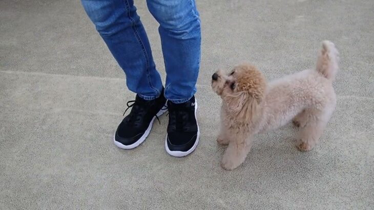 犬の幼稚園 Merlotちゃんとトレーニング