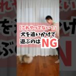 犬を追いかけて遊ぶのはNG#犬のしつけ #dog #犬のいる暮らし