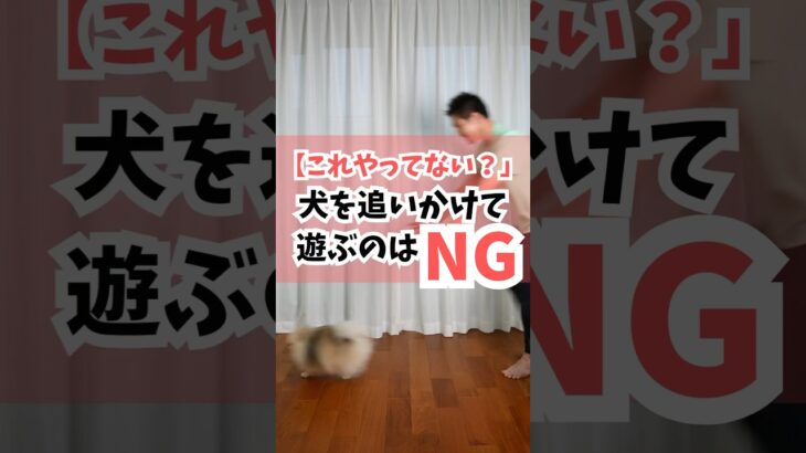 犬を追いかけて遊ぶのはNG#犬のしつけ #dog #犬のいる暮らし