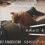 【柴犬ワンコ】🐕もうしつけは無理!? 園児のような天真爛漫さが可愛すぎる【SHIBAINU JAPAN】　#柴犬　＃癒し #ペット  ＃犬