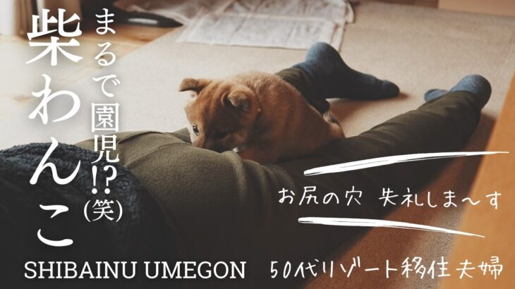 【柴犬ワンコ】🐕もうしつけは無理!? 園児のような天真爛漫さが可愛すぎる【SHIBAINU JAPAN】　#柴犬　＃癒し #ペット  ＃犬