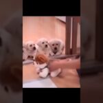 中国の犬のしつけ方法が天才すぎるWWW