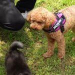 愛犬しつけ教室(a dog lesson)Toy Poodle, ニコ君