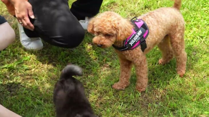 愛犬しつけ教室(a dog lesson)Toy Poodle, ニコ君