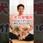 犬の甘噛み、どのタイミングで止めたらいい？#dog #犬のしつけ #犬のいる暮らし