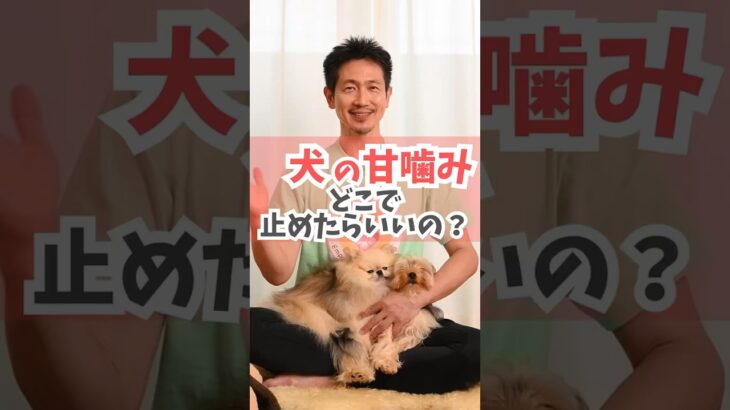 犬の甘噛み、どのタイミングで止めたらいい？#dog #犬のしつけ #犬のいる暮らし