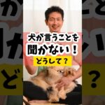 犬が言うことを聞いてくれない！？一体どうして？#犬のしつけ #dog #犬のいる暮らし