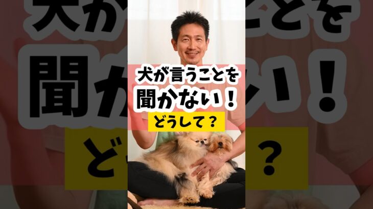 犬が言うことを聞いてくれない！？一体どうして？#犬のしつけ #dog #犬のいる暮らし