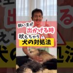 飼い主が出かける時に吠えちゃう犬の対処法#dog #犬のいる暮らし #犬のしつけ