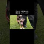 無くそうとしないこと。 #doglibre #犬のしつけ #ドッグトレーニング