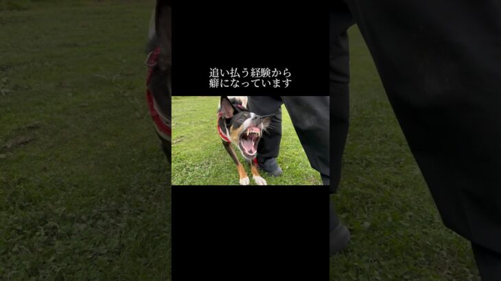 無くそうとしないこと。 #doglibre #犬のしつけ #ドッグトレーニング