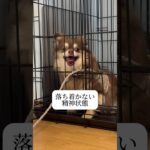 幼稚な場所に意味は無い #doglibre #犬のしつけ #ドッグトレーニング