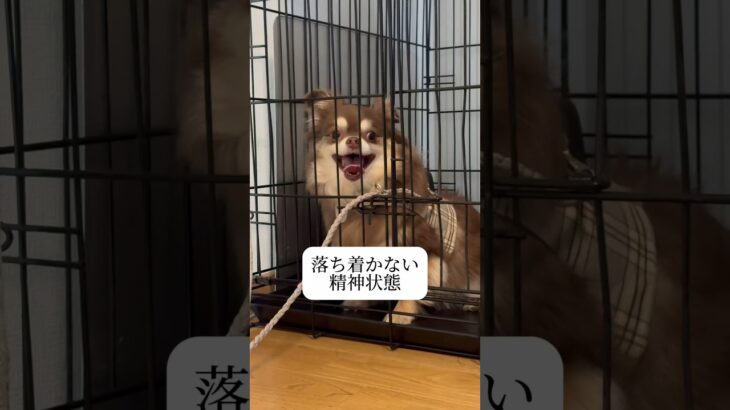 幼稚な場所に意味は無い #doglibre #犬のしつけ #ドッグトレーニング