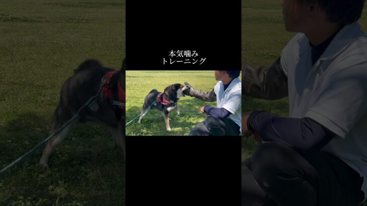 トレーニングはお互いに必要な時間 #doglibre #犬のしつけ #ドッグトレーニング