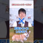 【#わんこアキネーター】アキネーターチャレンジ【ウェルシュコーギーペンブローク編】プロドッグトレーナーなら犬種当てられるはず！#dogshorts #dogtraining #犬のいる暮らし