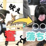 【#犬 】ゲームをするだけで落ち着いた性格になる動画　#しつけ #dogtraining #大型犬しつけ #愛犬 #ドッグトレーニング #ラブラドルレトリバー#ノーズワーク