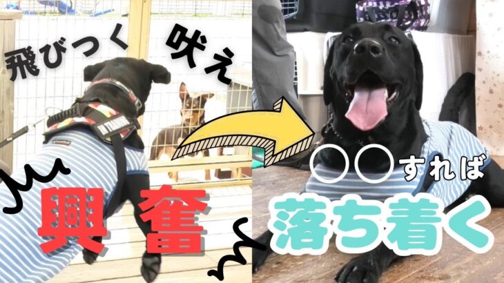 【#犬 】ゲームをするだけで落ち着いた性格になる動画　#しつけ #dogtraining #大型犬しつけ #愛犬 #ドッグトレーニング #ラブラドルレトリバー#ノーズワーク