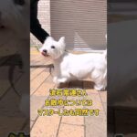 屋外環境も超余裕！ウェスティさんのお散歩トレーニング！ #dogtraining #dogshorts #ウェスティ