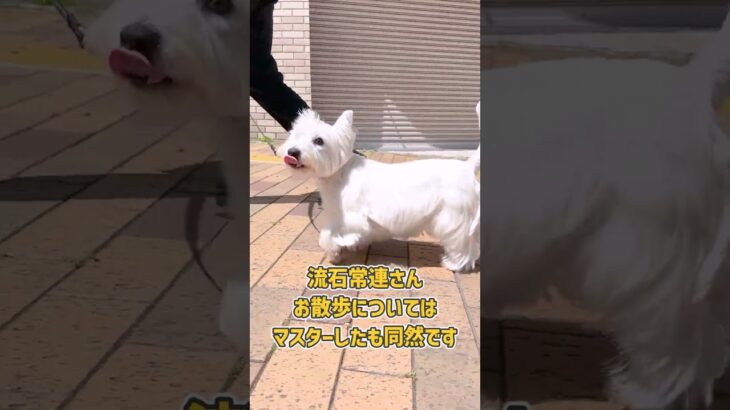 屋外環境も超余裕！ウェスティさんのお散歩トレーニング！ #dogtraining #dogshorts #ウェスティ