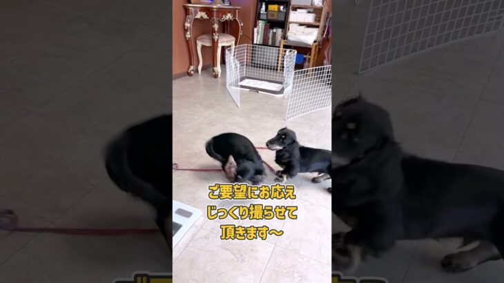 #犬の幼稚園 テンションが高いワンちゃん達の幼稚園風景 #dogtraining #dogshorts