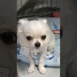 しつけの英才教育#チワワ #犬のいる生活 #puppy