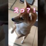 立った#柴犬#赤柴#しばいぬ#しつけ#shiba