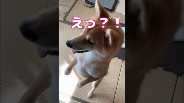 立った#柴犬#赤柴#しばいぬ#しつけ#shiba