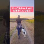 【犬とお散歩】ドッグトレーナーのお散歩こんな感じ #ドッグトレーニング #犬のトレーニング #犬のしつけ #ドッグトレーナー #お散歩トレーニング #いぬのいる生活 #雑種犬 #お散歩 #short