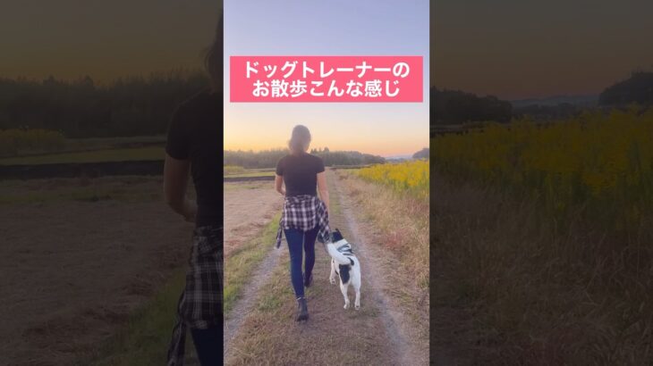 【犬とお散歩】ドッグトレーナーのお散歩こんな感じ #ドッグトレーニング #犬のトレーニング #犬のしつけ #ドッグトレーナー #お散歩トレーニング #いぬのいる生活 #雑種犬 #お散歩 #short