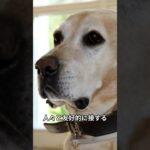 犬にしつけが必要な理由 #shorts #犬