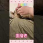 ＃犬のようちえん　＃犬のほいくえん　＃犬お泊りトレーニング　　#子犬しつけ  #しつけ教室 　# ヨーキー　＃犬のしつけ　#shorts 　#パピートレーニング