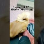 しつけをしないと遊び方が激しくなったチワワよりチワプーのちい#shorts #犬 #ミックス犬 #チワプー #可愛い #愛犬