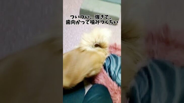 しつけをしないと遊び方が激しくなったチワワよりチワプーのちい#shorts #犬 #ミックス犬 #チワプー #可愛い #愛犬