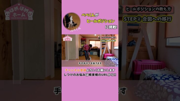 【犬のしつけ】ヒールポジション「ツイテ」を教えよう！ひっぱり防止はここからスタート！ #shorts