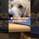 しつけがなっとらん犬 #ゴールデンレトリバー  #癒し #shorts #dogbreed