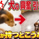 【犬しつけ】散歩、しつけがまだでもプロが本気だすとコレだけよくなります