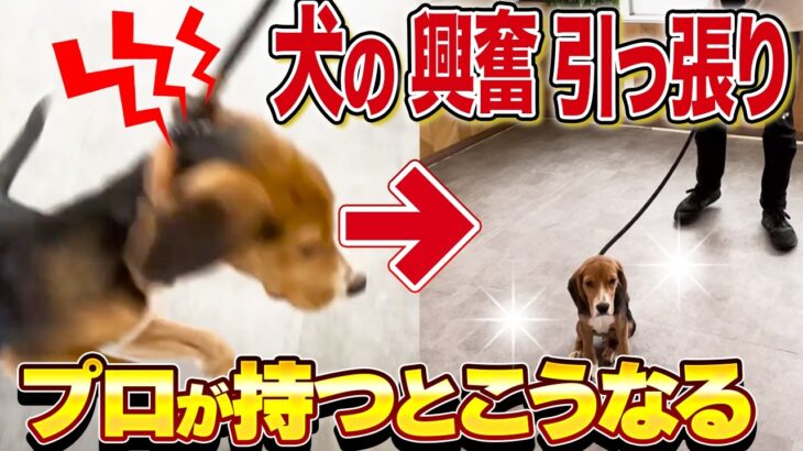 【犬しつけ】散歩、しつけがまだでもプロが本気だすとコレだけよくなります