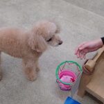 犬の幼稚園 ぴっぴちゃんとトレーニング