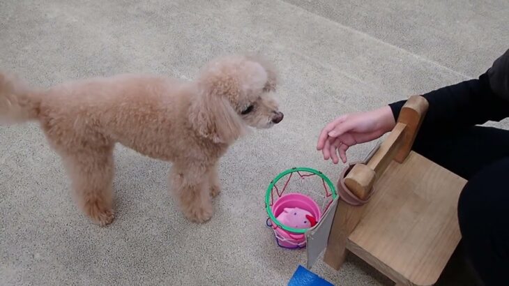 犬の幼稚園 ぴっぴちゃんとトレーニング