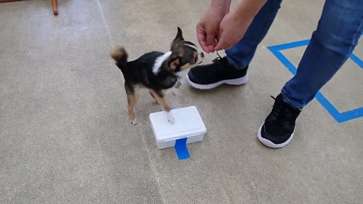 犬の幼稚園 のあくんとトレーニング