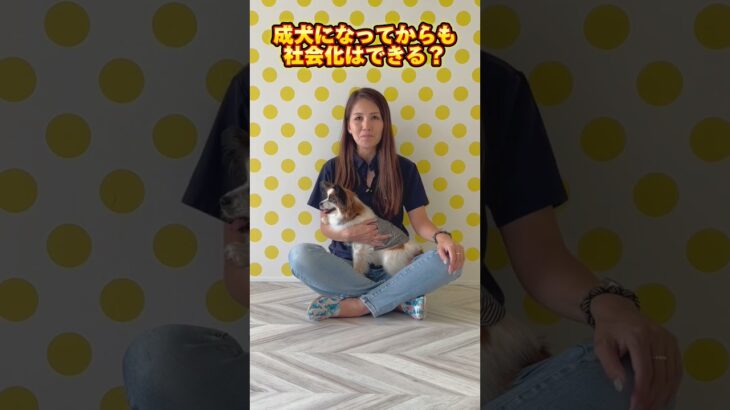 成犬でも社会化はできる？コメントでお悩みや感想をお待ちしております！🐶✨#ドッグトレーナー #イヌバーシティ #いぬのいるくらし #しつけ #子犬のしつけ #ドッグビヘイビアリスト #犬のいる暮らし