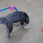 犬の幼稚園 アオくんとトレーニング