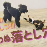 子犬のしつけの意外な落とし穴