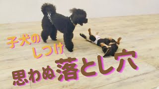 子犬のしつけの意外な落とし穴