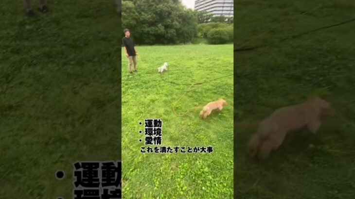 【パピートレーニング】ドッグトレーナーが思う、パピーに必要な過ごし方#ビションプー #犬のしつけ #子犬のしつけ