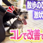 【犬しつけ】散歩の吠え、興奮はコレで改善できます【ドッグトレーナー解説】