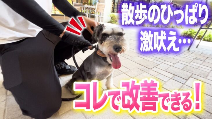 【犬しつけ】散歩の吠え、興奮はコレで改善できます【ドッグトレーナー解説】