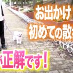 【犬しつけ】お出かけ、旅行、はじめての場所の散歩はコレが正解です【ドッグトレーナー解説】