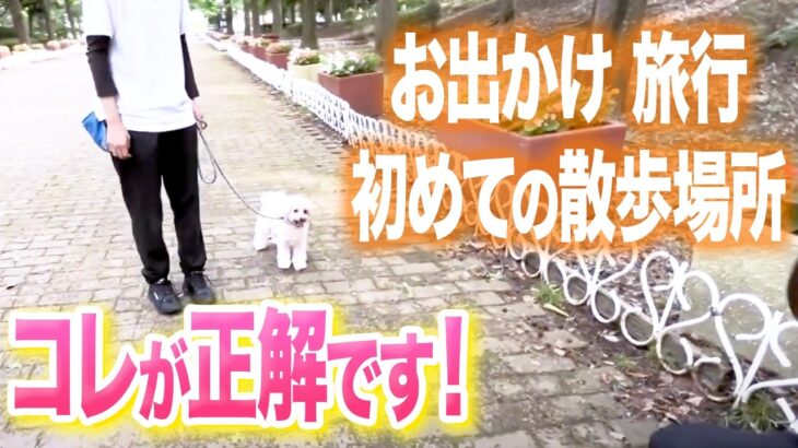 【犬しつけ】お出かけ、旅行、はじめての場所の散歩はコレが正解です【ドッグトレーナー解説】