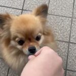 犬の幼稚園 くるみちゃんとトレーニング